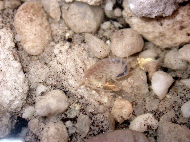 Isopods in Ronans Well DSCN8763